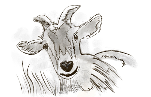 Cow