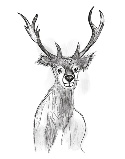 deer