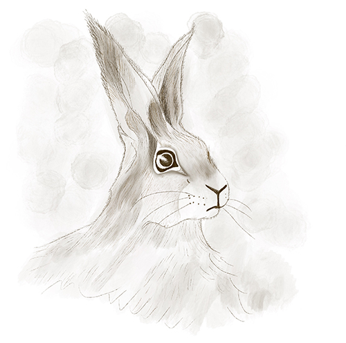 Hare