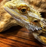 Bearded Dragon