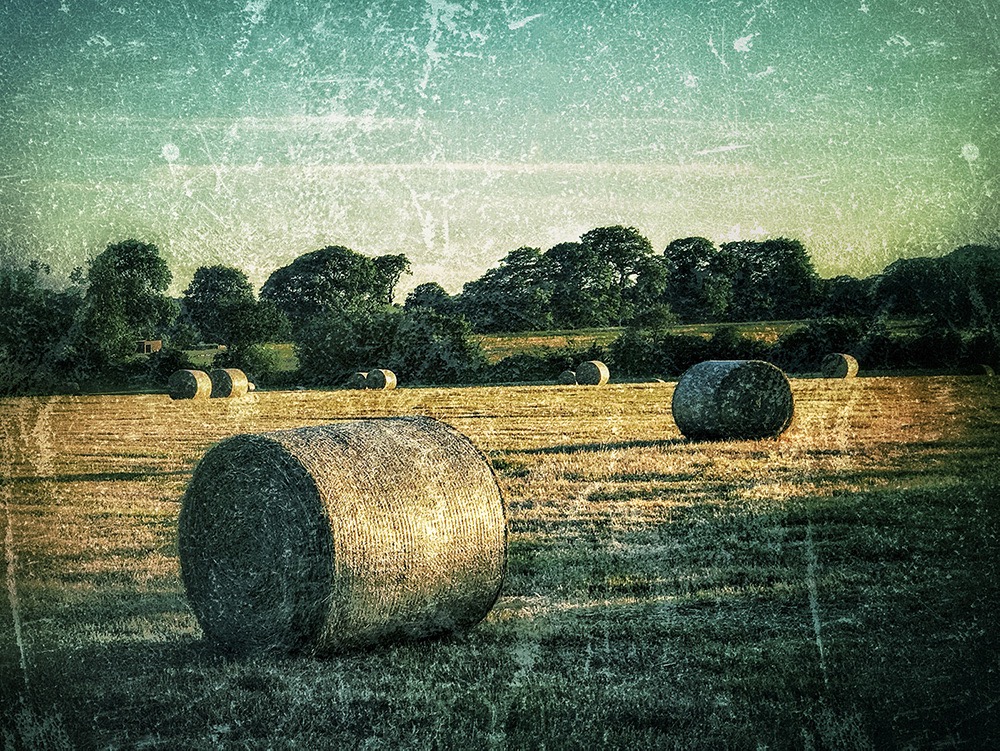 Fifty Shades of Hay