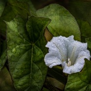 Hedge Bindweed