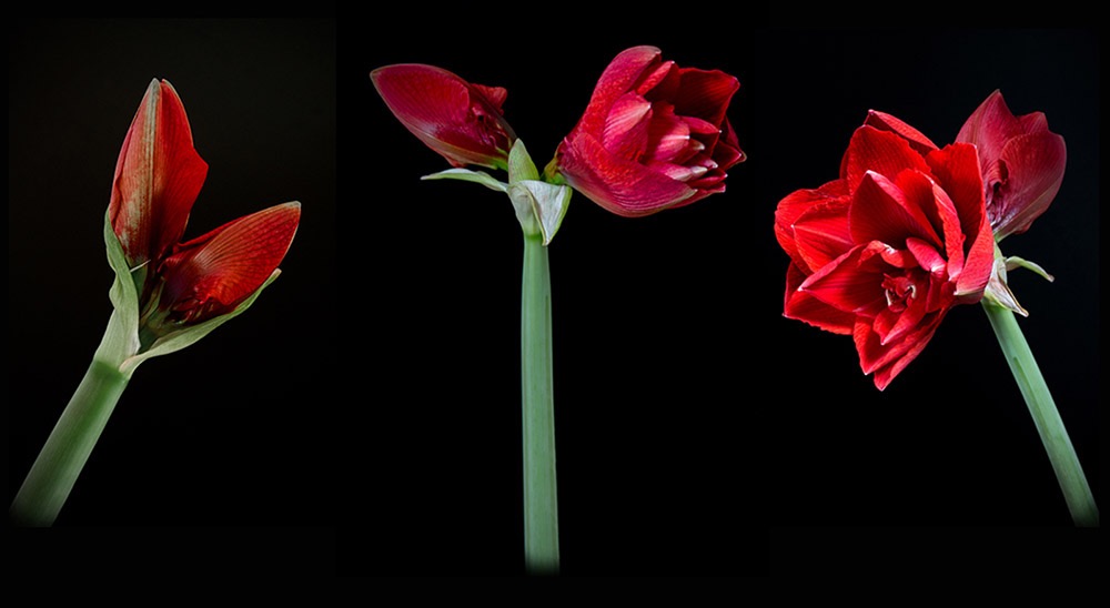 Amaryllis