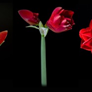 Amaryllis
