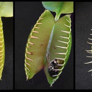 Venus Flytrap