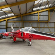 gnat.jpg