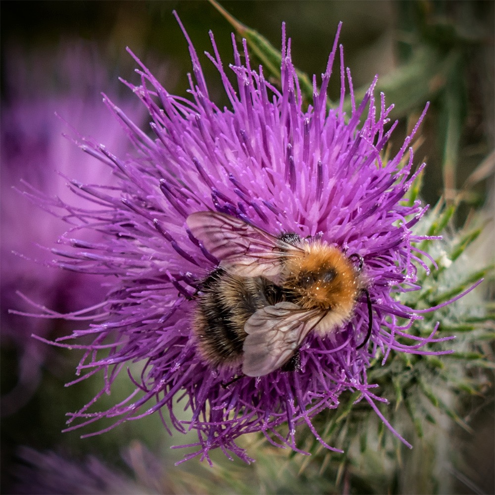 Bumble Bee