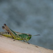 Grasshopper