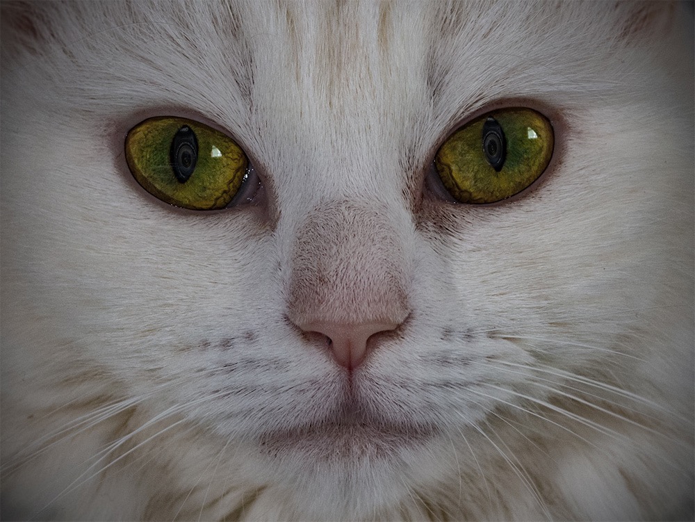 Mabel with Macro Lens