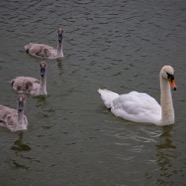 Family of Mute Swans