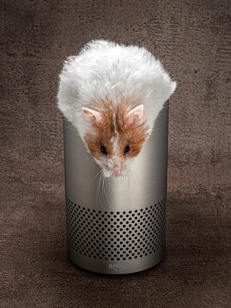 The Voice of Alexa .... Revealed!(3)