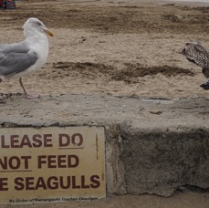 seagulls.jpg