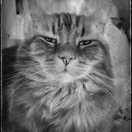 Monty
