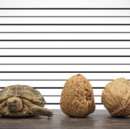 Identity Parade.jpg